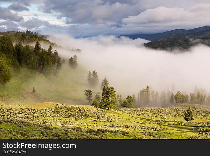 Foggy Green Landscape With Pine Forest at Daytime