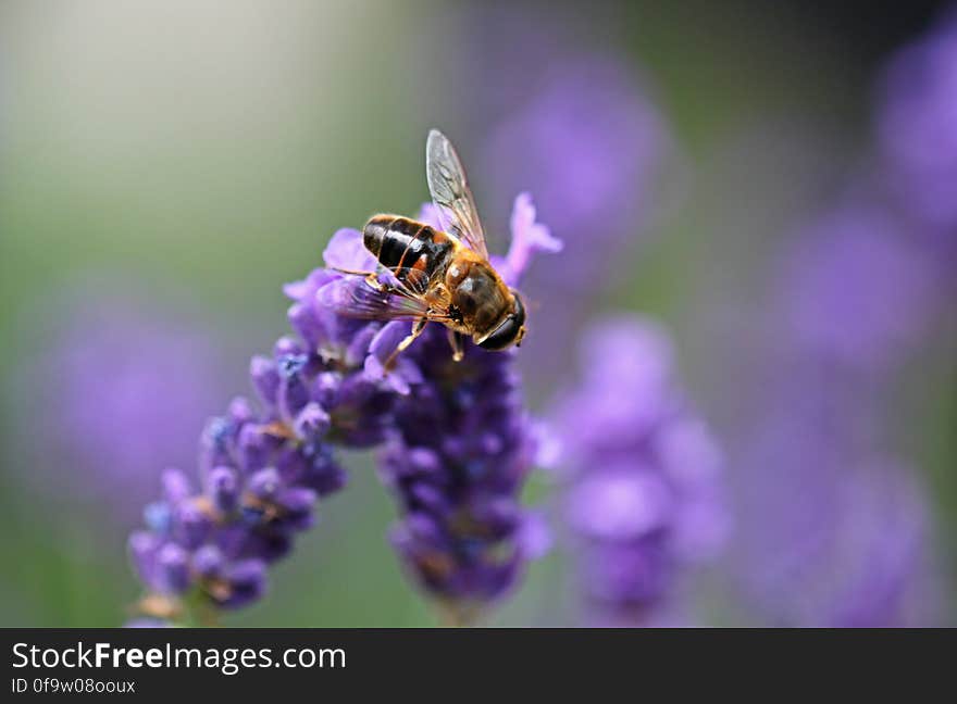 Bee on Purple Lavender