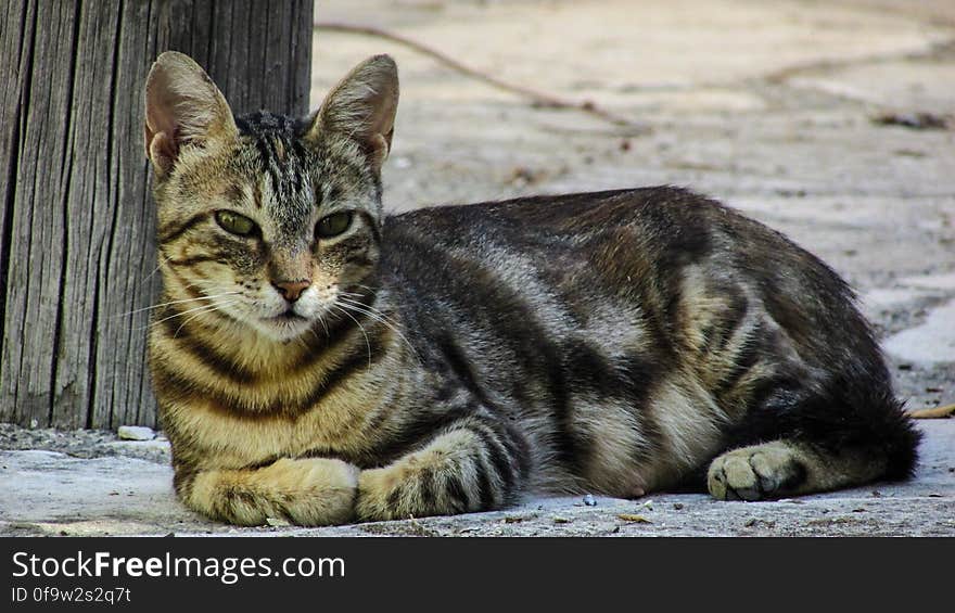 Black and Gray Short Coated Cat