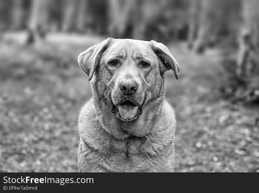 Gray Scale Photo of Dog