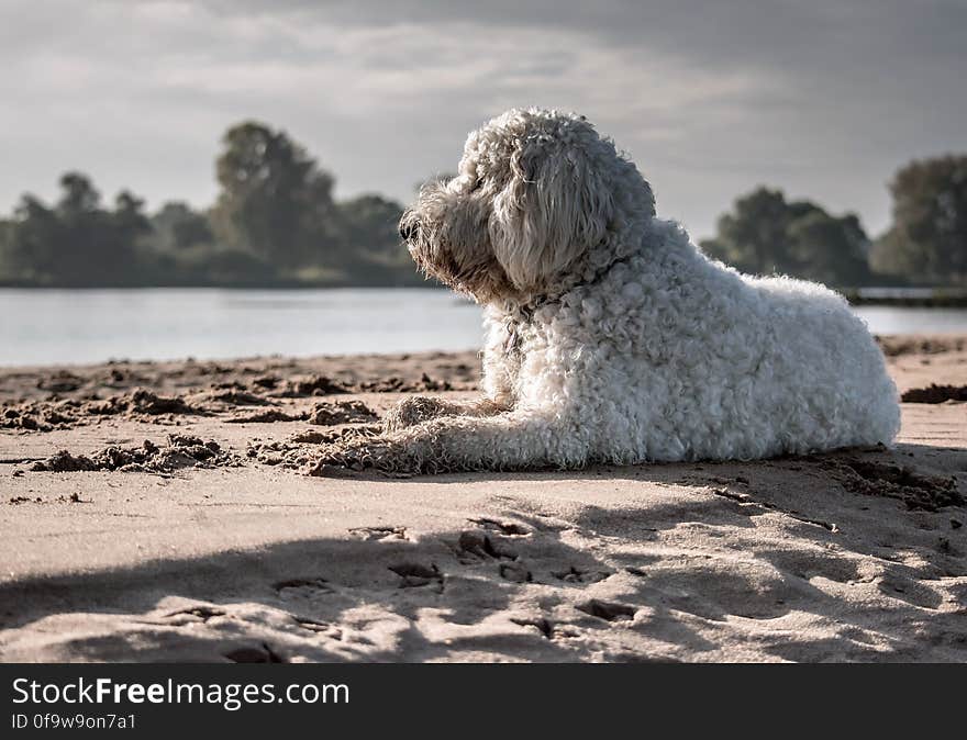 White Dog Sitting on Seashore