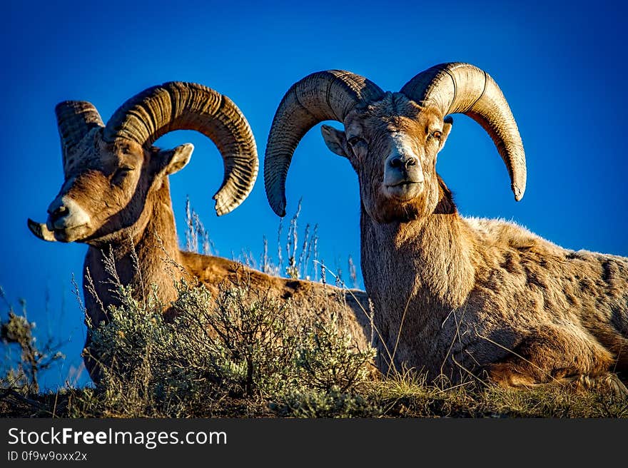 Adult male bighorn rams standing in tall grasses in Rocky Mountains against blue skies on sunny day. Adult male bighorn rams standing in tall grasses in Rocky Mountains against blue skies on sunny day.