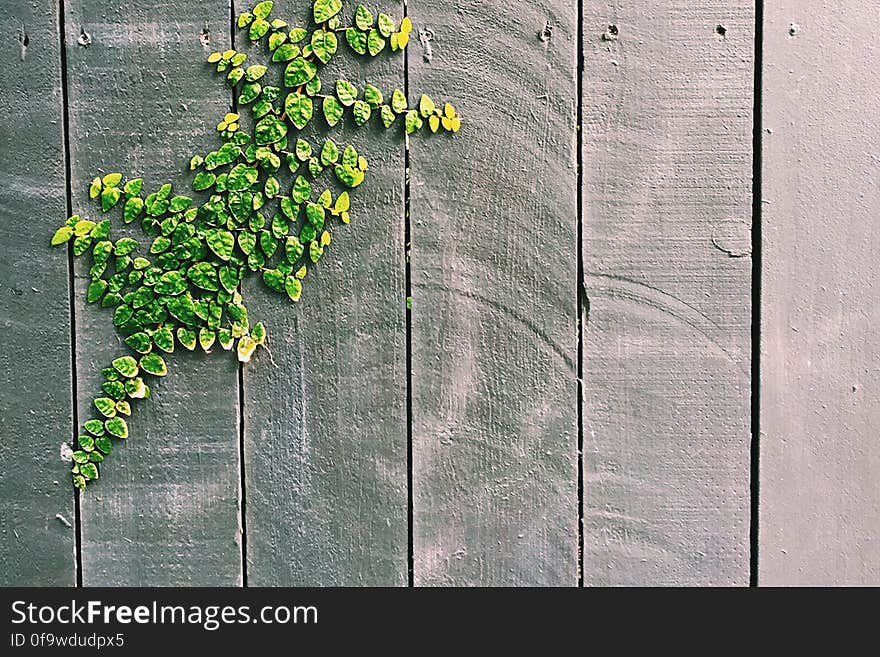 Green Leaf on Gray Wooden Fence