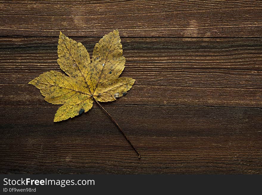 Single autumn leaf on dark grainy wood background. Single autumn leaf on dark grainy wood background.