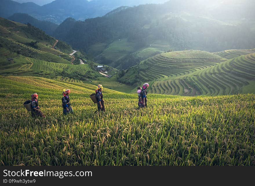 Workers with baskets in green agricultural field on hillside. Workers with baskets in green agricultural field on hillside.