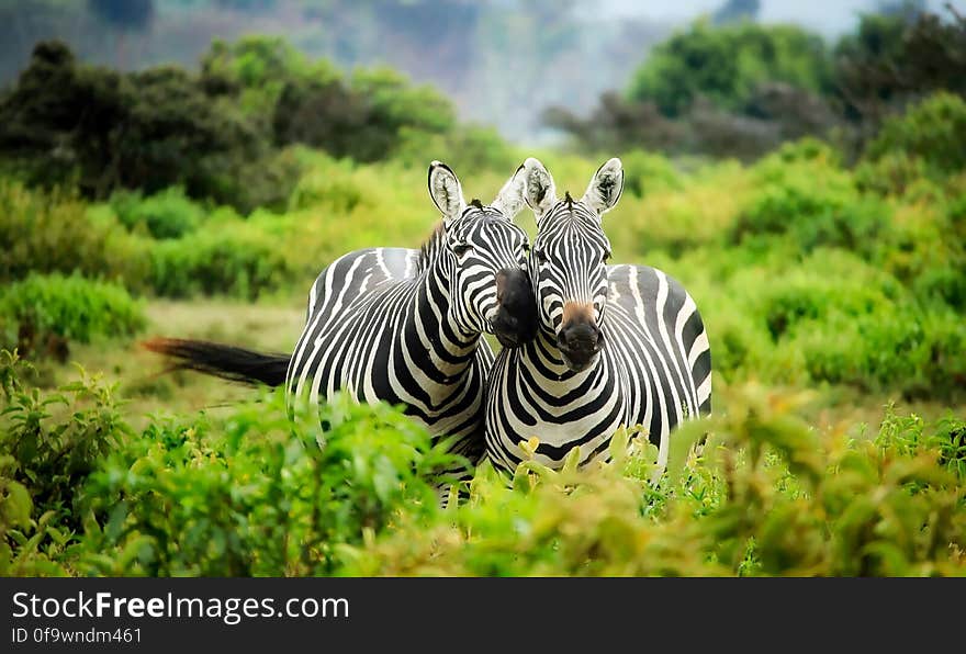 Zebras on Zebra