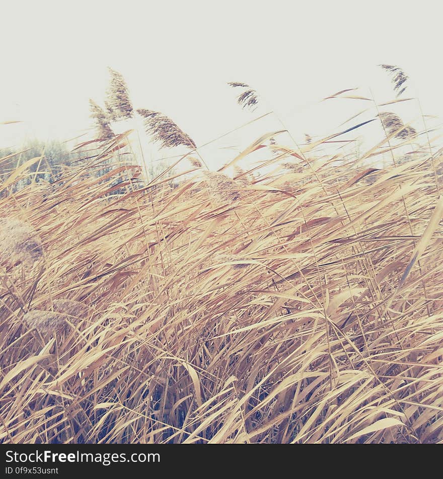 Close-up of Wheat Growing on Field Against Sky