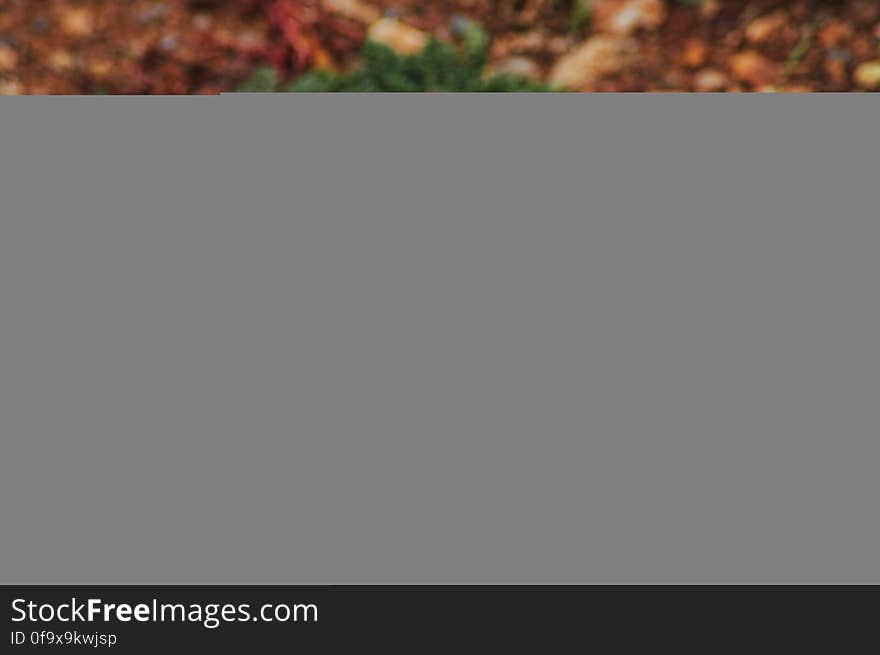 Close-up of Squirrel on Field