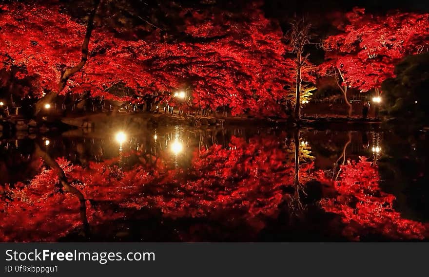 Close-up of Trees by Lake at Night