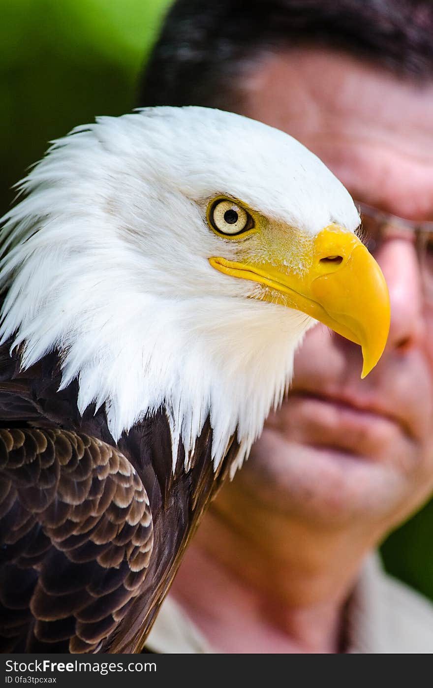 Bald Eagle