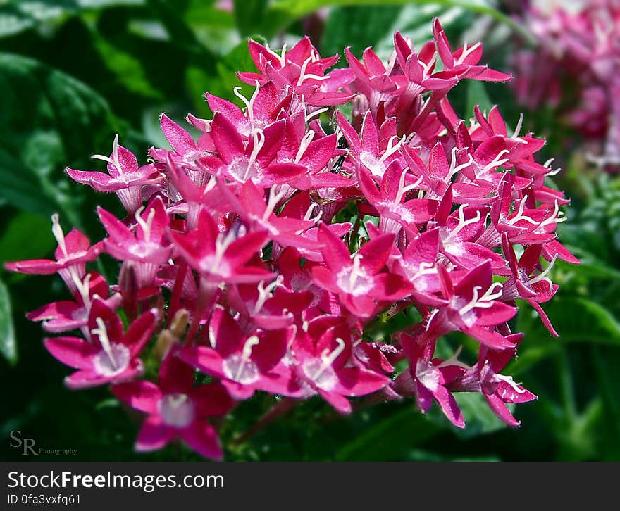 Pink Flowers