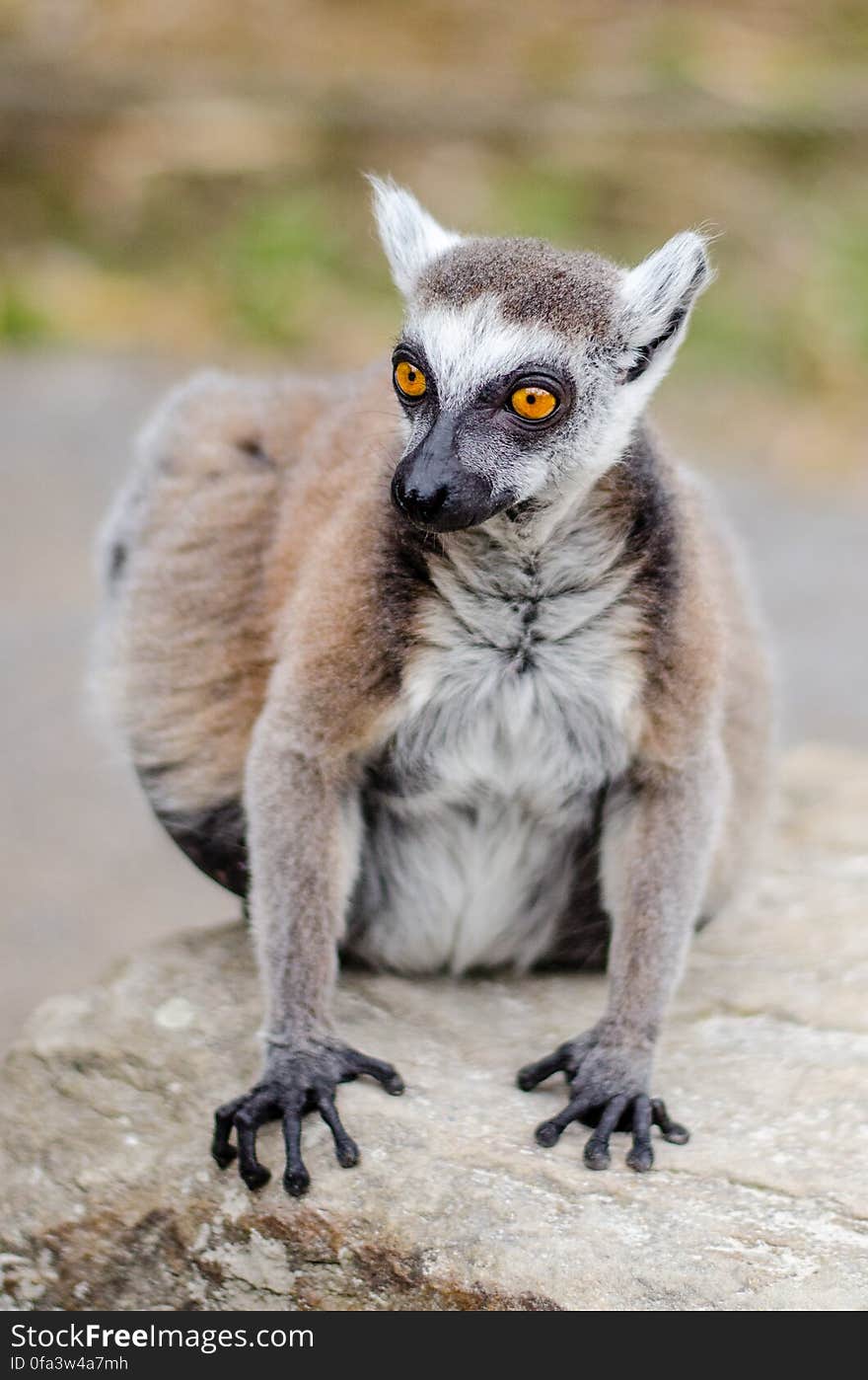 Ring-Tailed Lemur