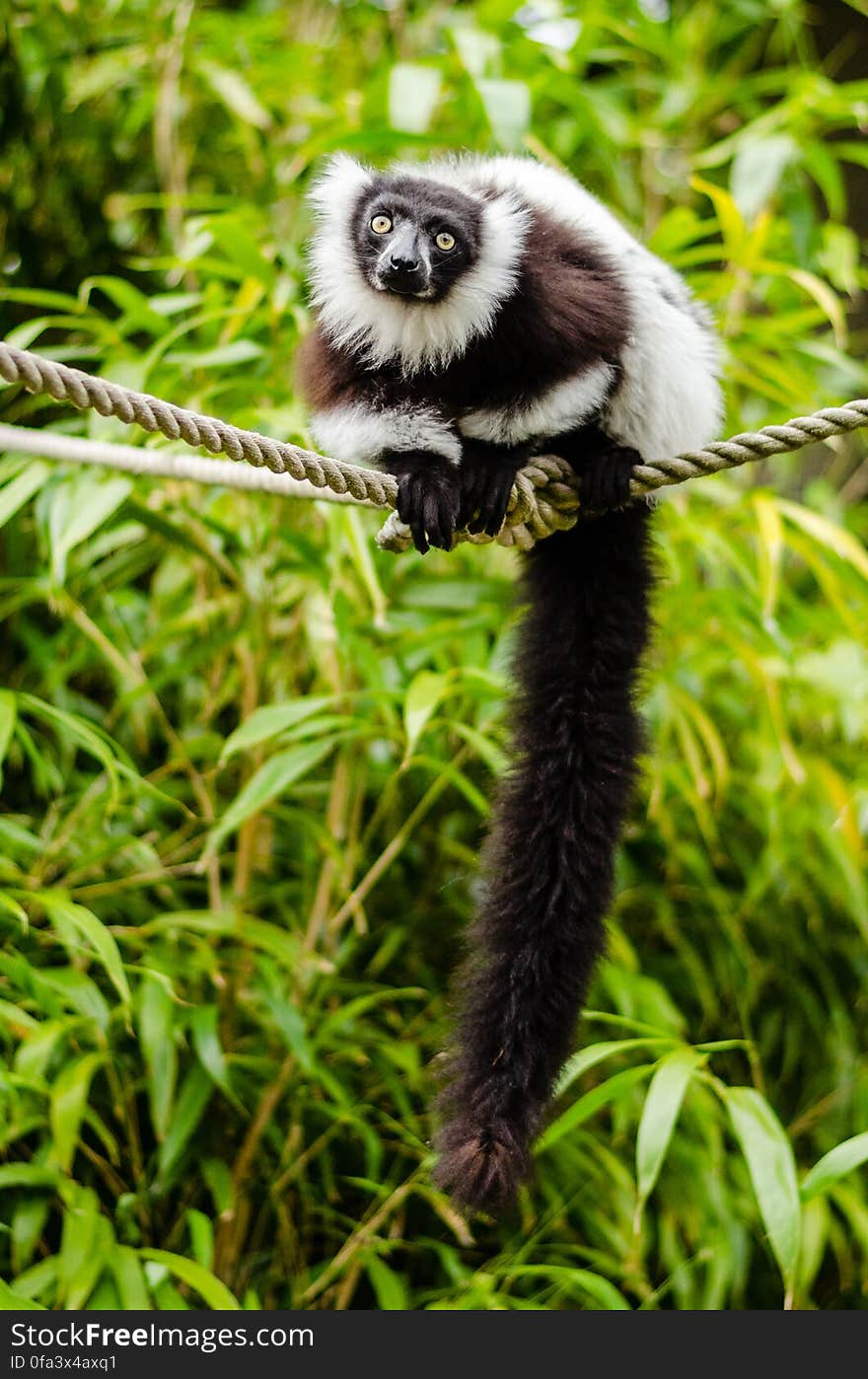 Black-and-white Ruffed Lemur