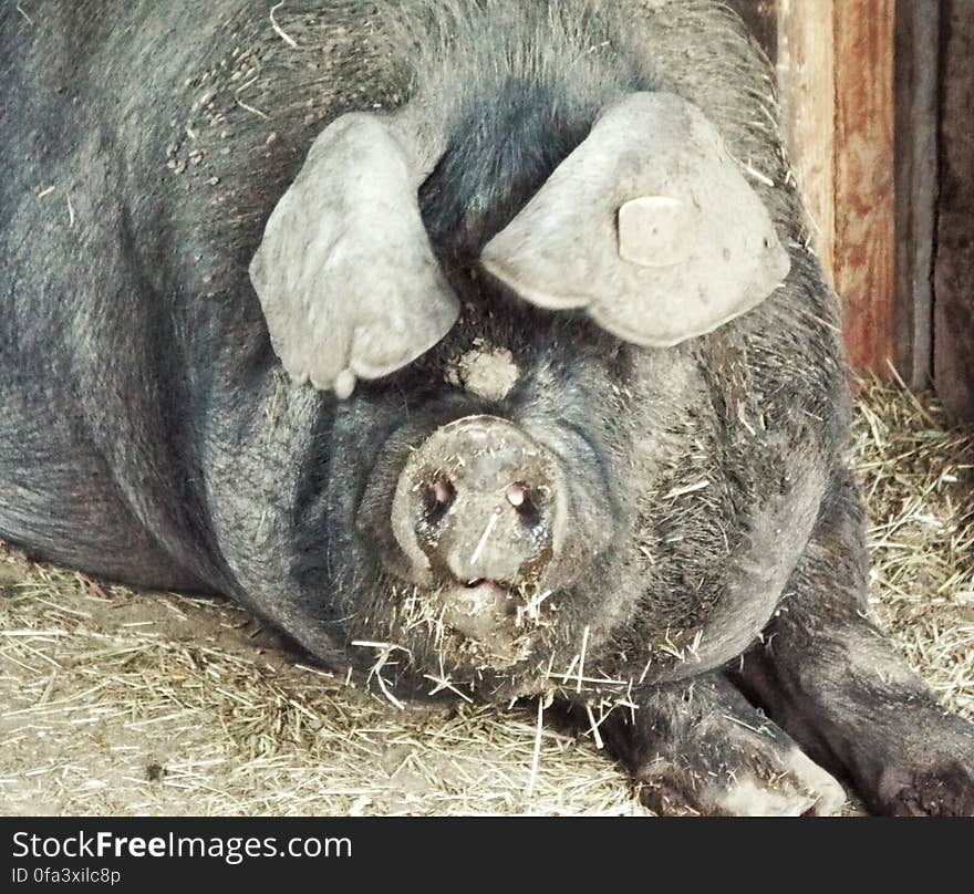 Pig sow stares grumpily while brood of piglets sleep. Pig sow stares grumpily while brood of piglets sleep