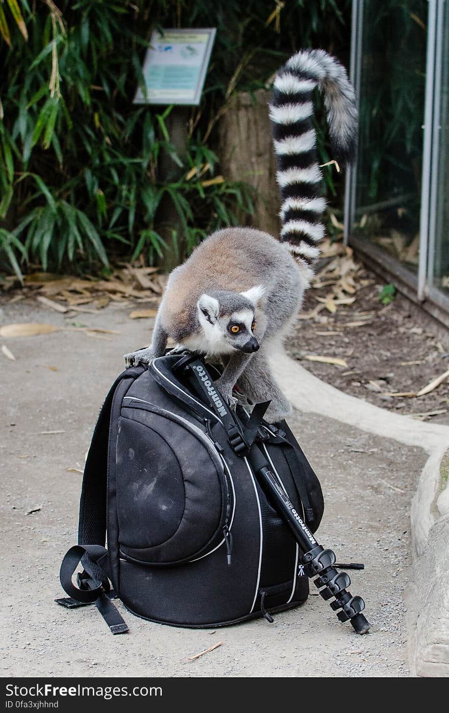 Ring-Tailed Lemur