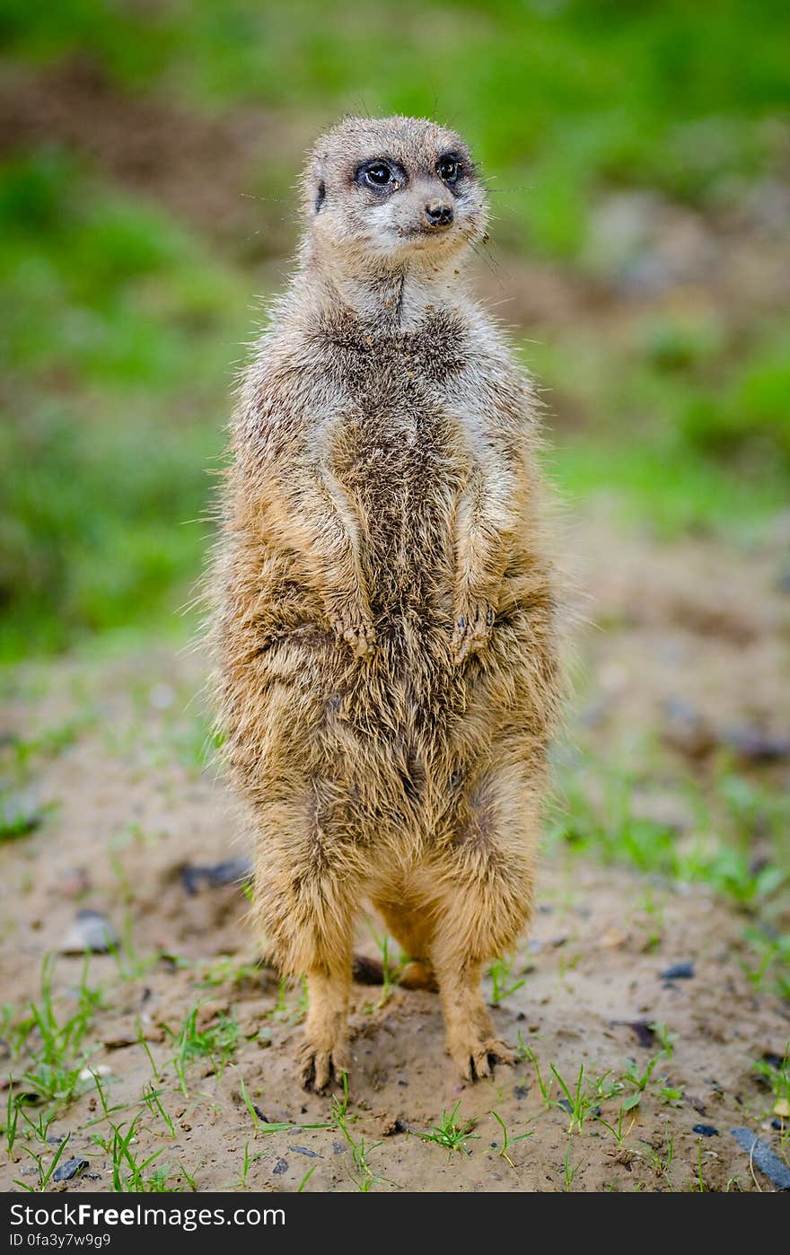 Meerkat