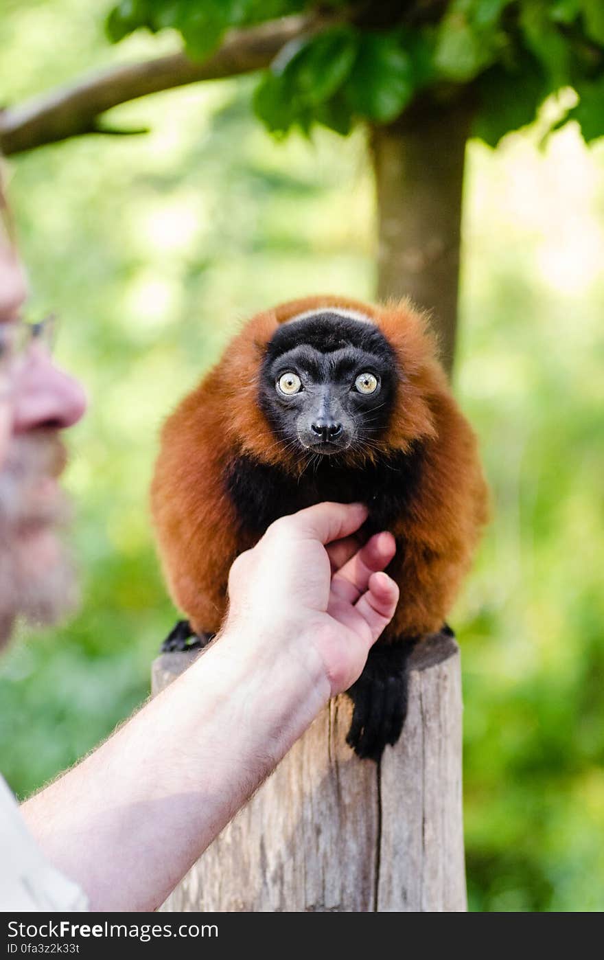 Red Ruffed Lemur