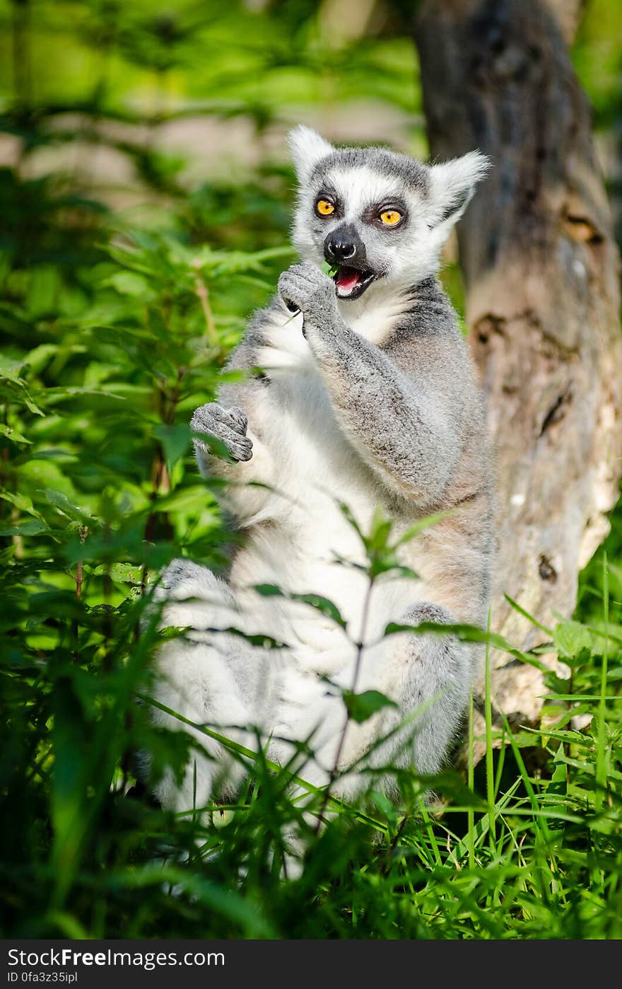 Ring-Tailed Lemur