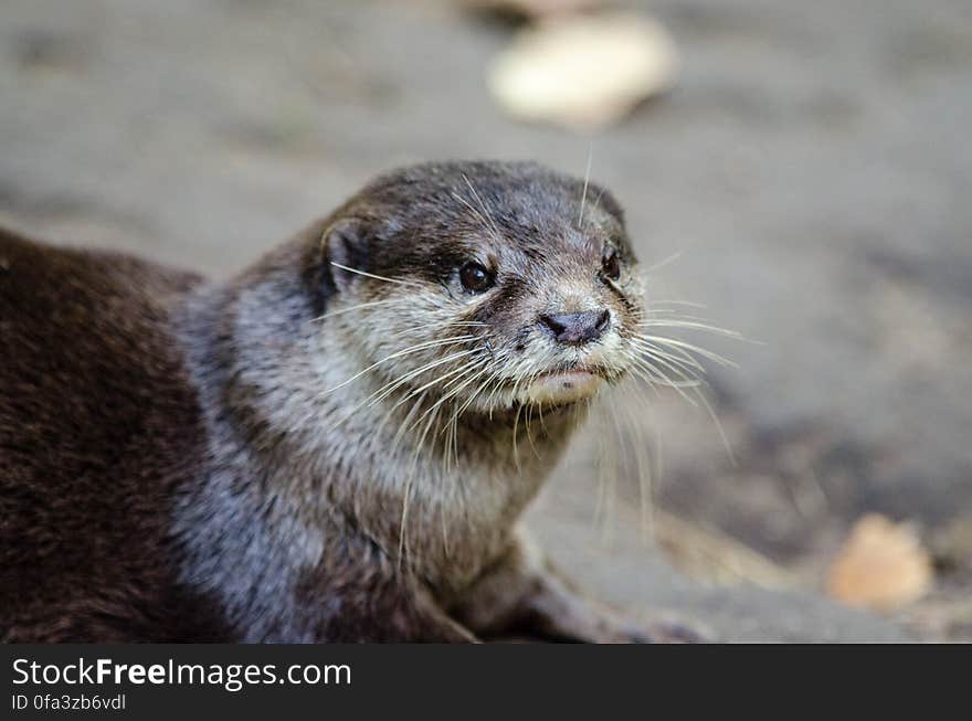 Oriental small-clawed otter