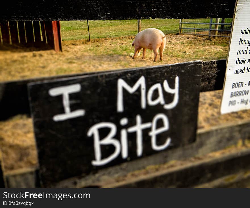 Animal, Danger, Farm, Pig