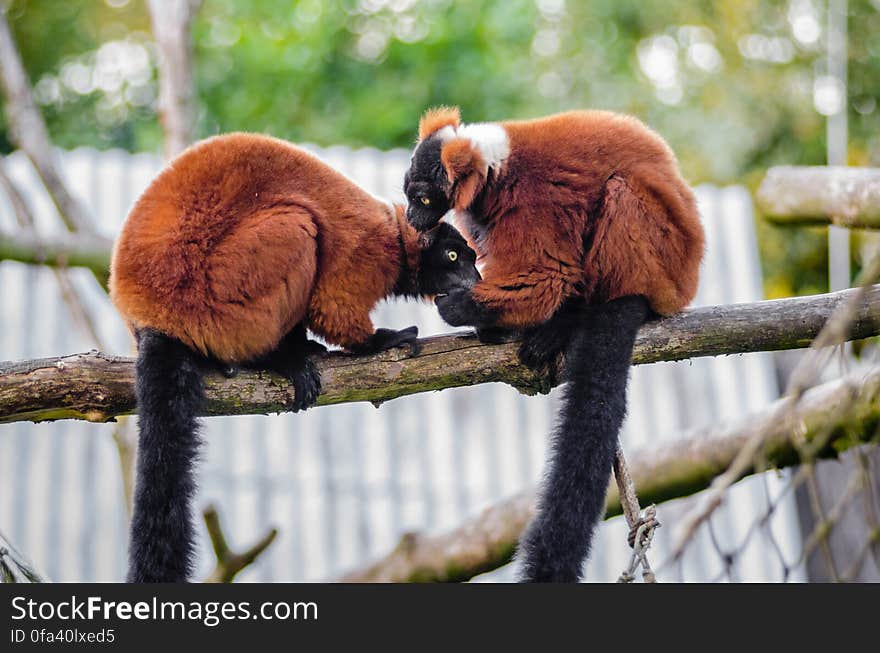 Red Ruffed Lemur