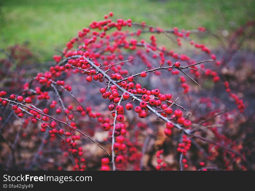 Red Rowan