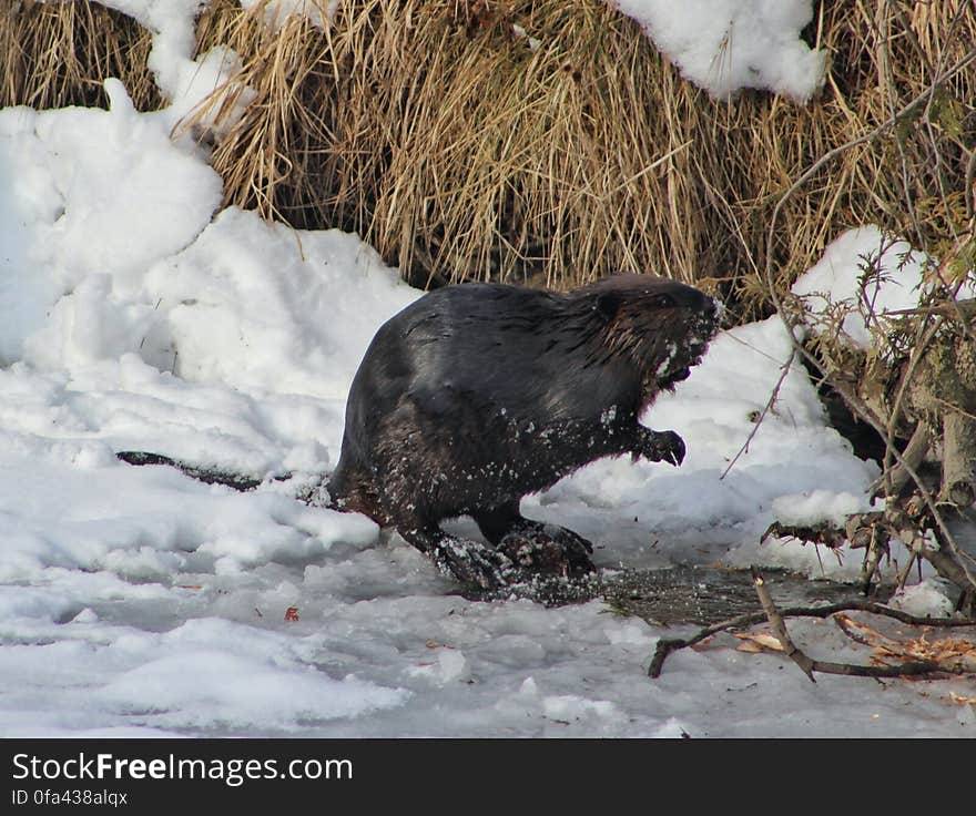 Beaver choosing a tree