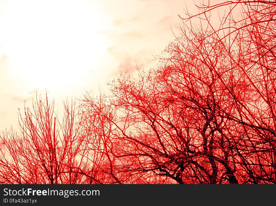 Trees and sky