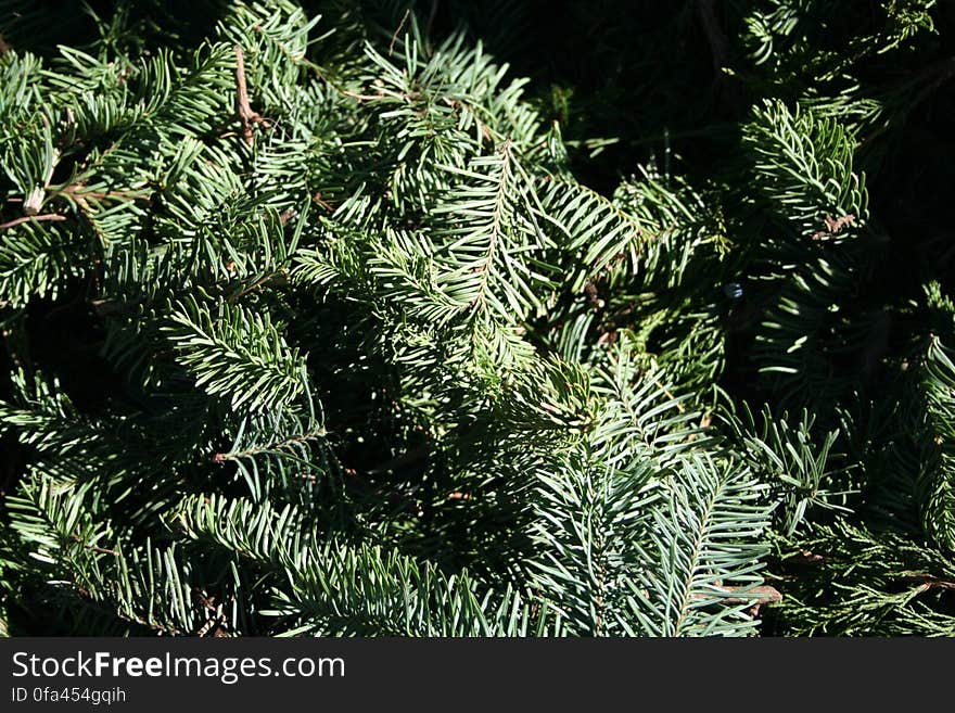 This tree was not plastic!. This tree was not plastic!