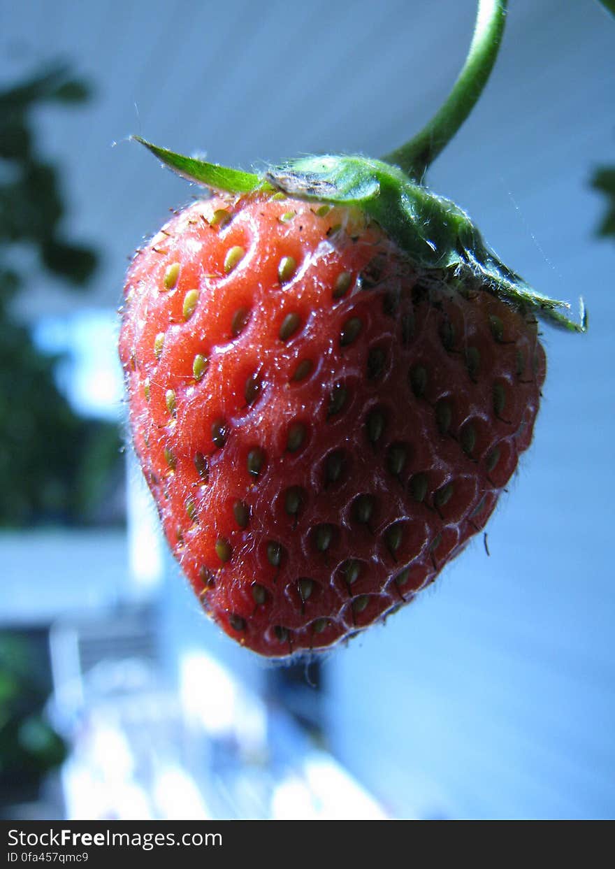 Strawberry still hanging out on the balcony. Strawberry still hanging out on the balcony.