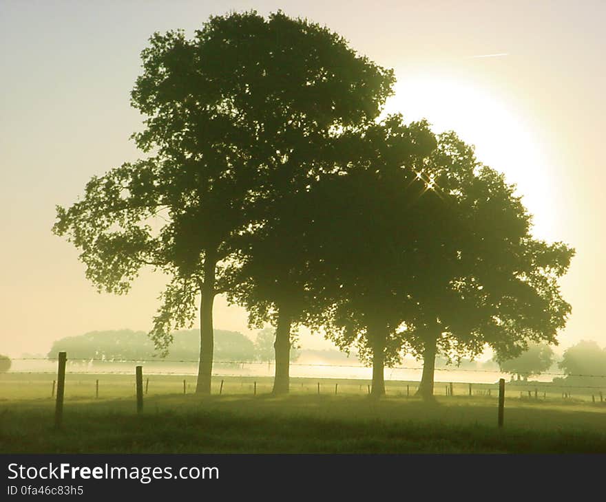 Four oak trees in Eefde, the Netherlands on a sunny summer morning. Four oak trees in Eefde, the Netherlands on a sunny summer morning.