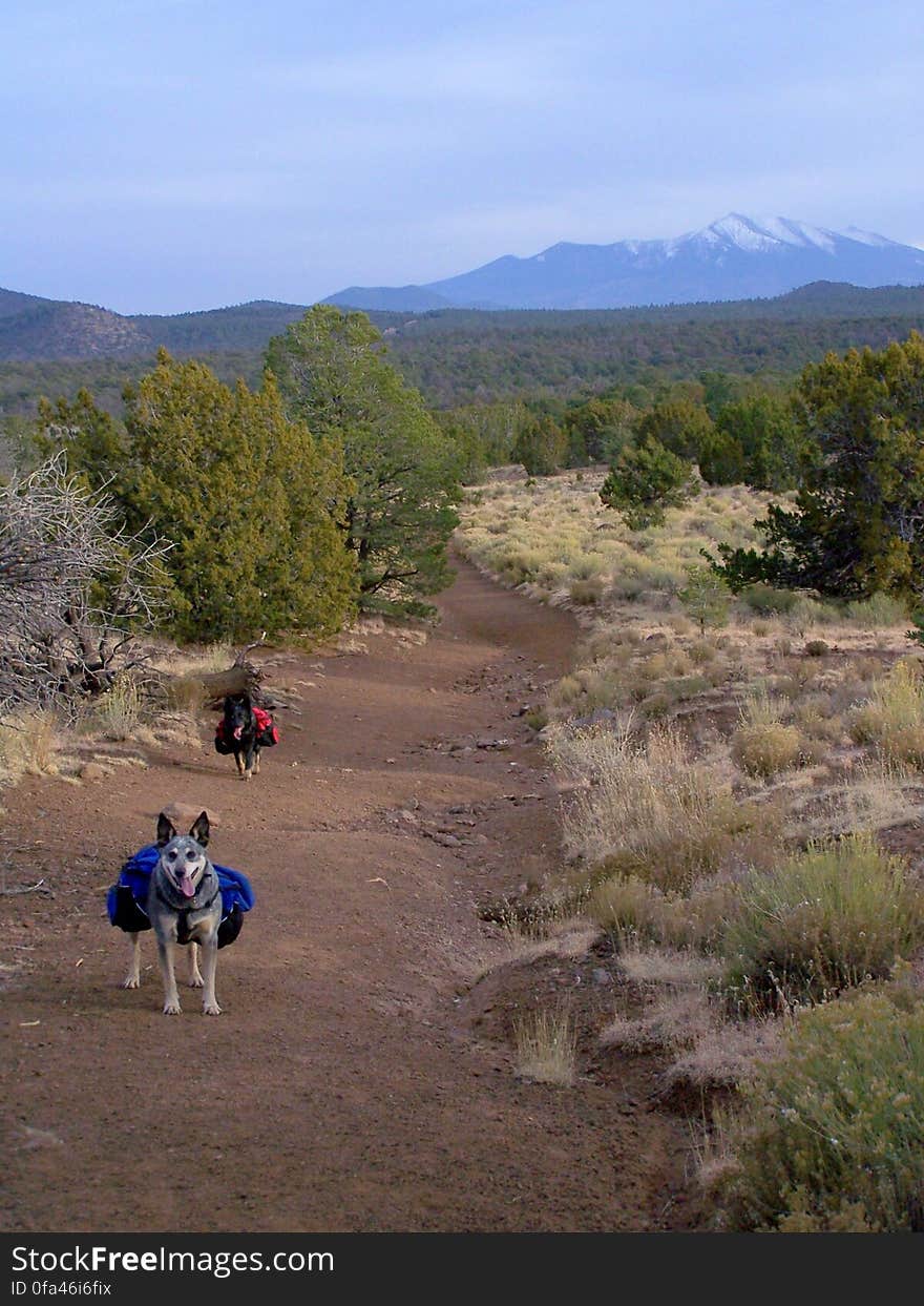 San Francisco Peaks and pups. San Francisco Peaks and pups