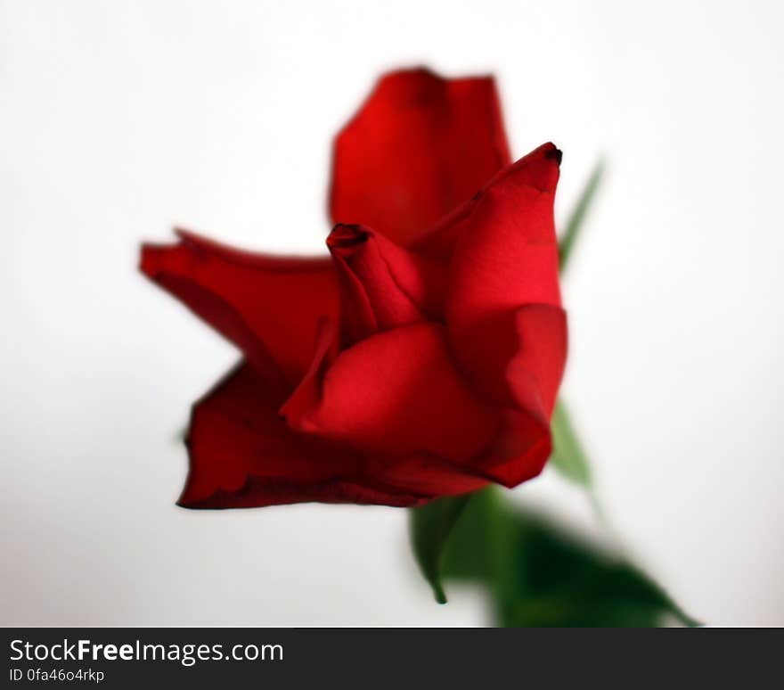 A rose that got stranded here after Mother&#x27;s Day.