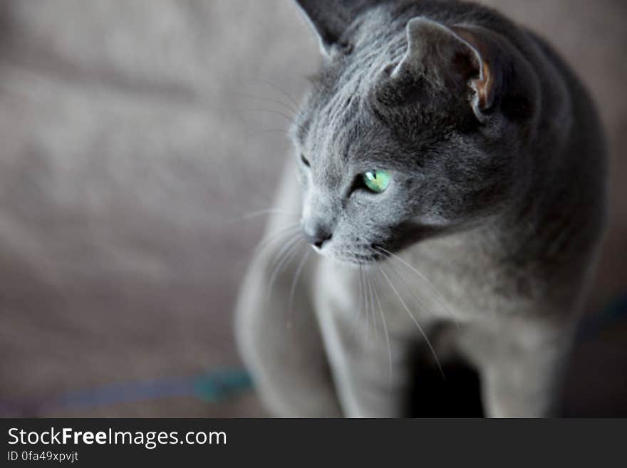 Russian Blue Cat. Russian Blue Cat