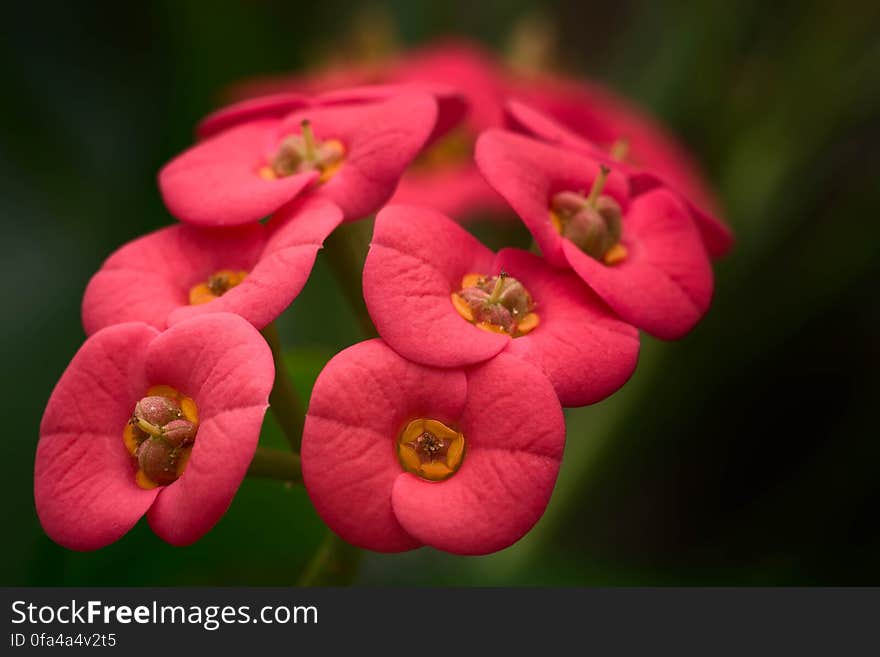 Also known as &#x22;Crown of Thorns&#x22;. Also known as &#x22;Crown of Thorns&#x22;