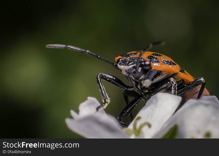 Just a simple macro of this little fella. Just a simple macro of this little fella