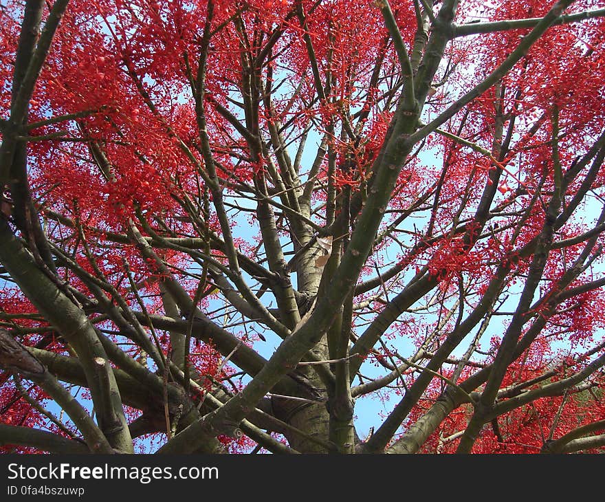 Flower, Sky, Plant, Twig, Trunk, Tree