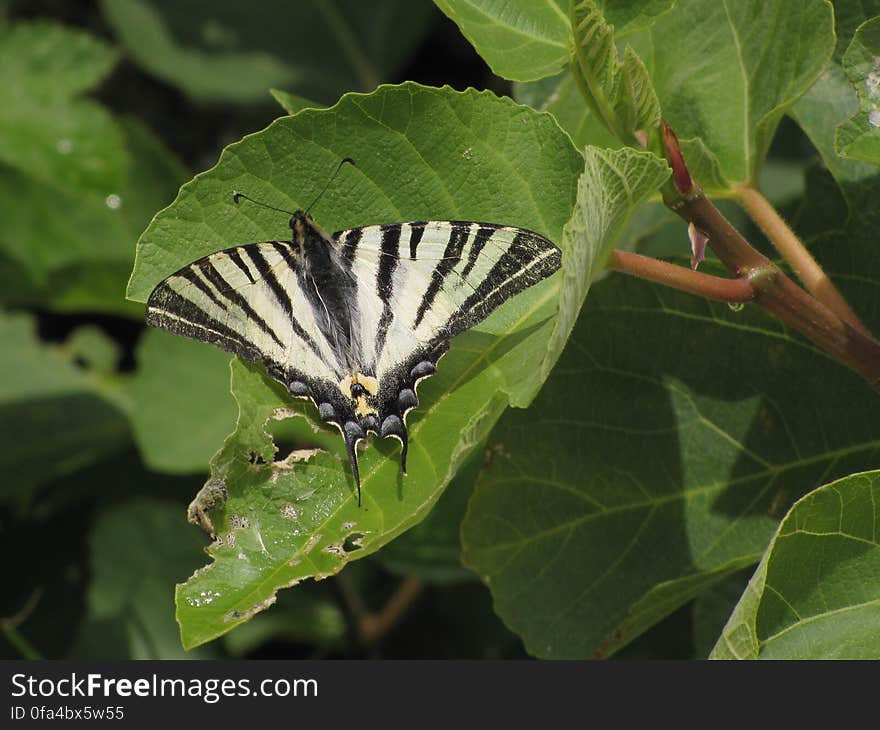 koningspage -- scarce swallowtail -- Iphiclides podalirius