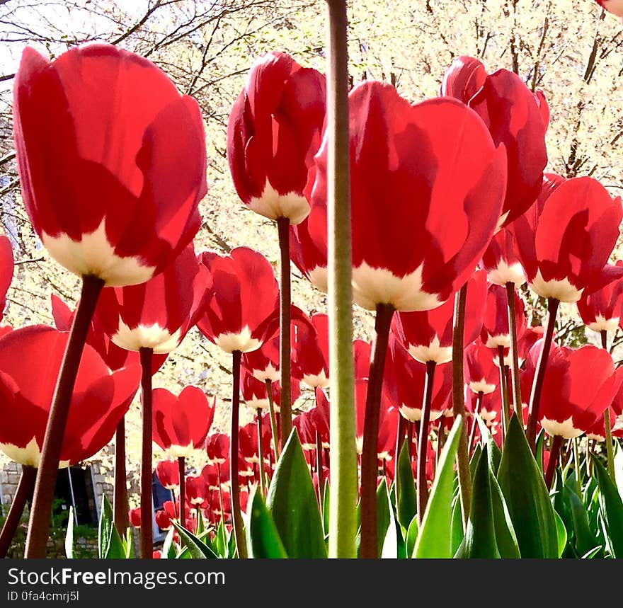 Tulips to the sky