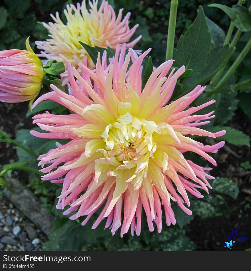 Dahlias