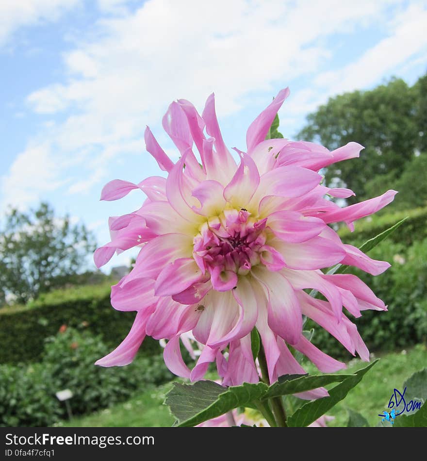 Dahlias