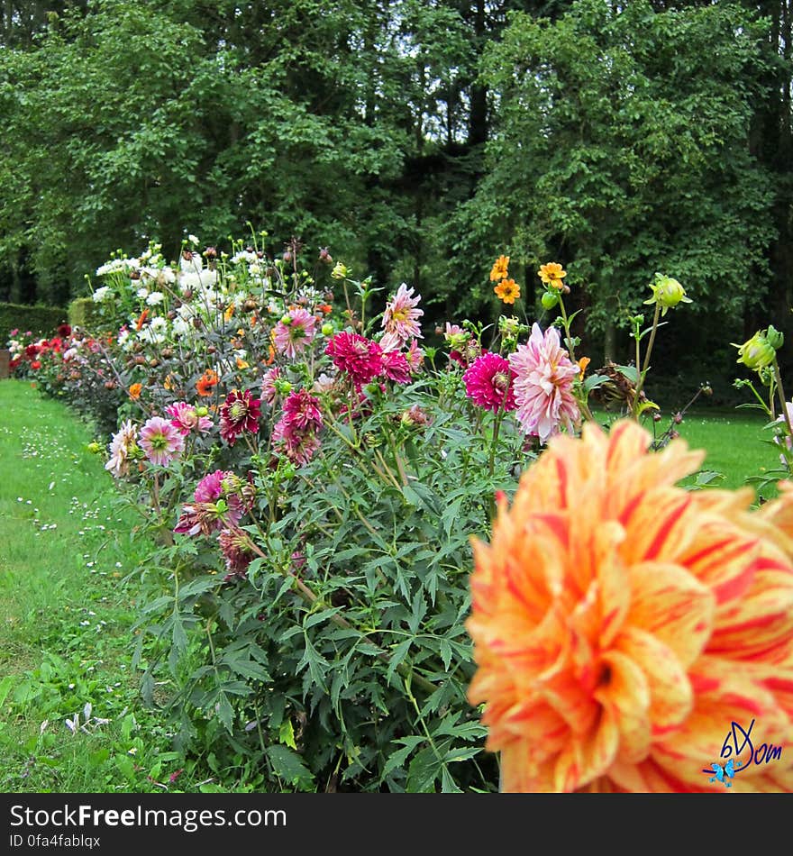 Dahlias