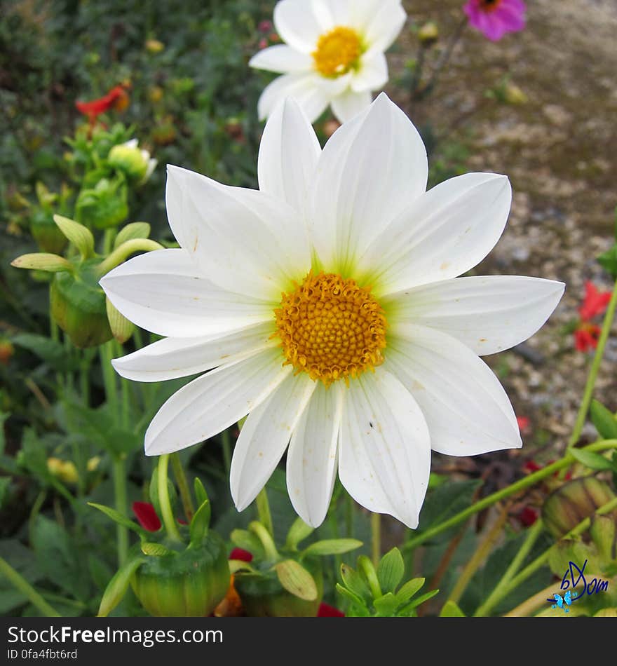 Dahlias