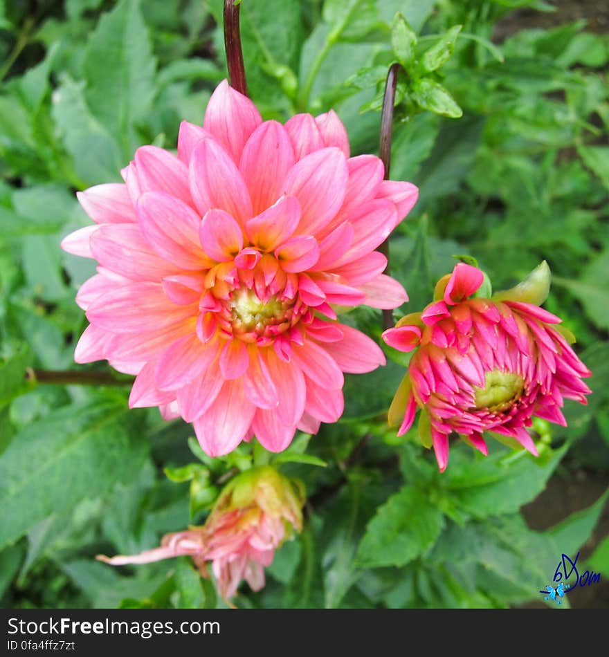 Dahlias