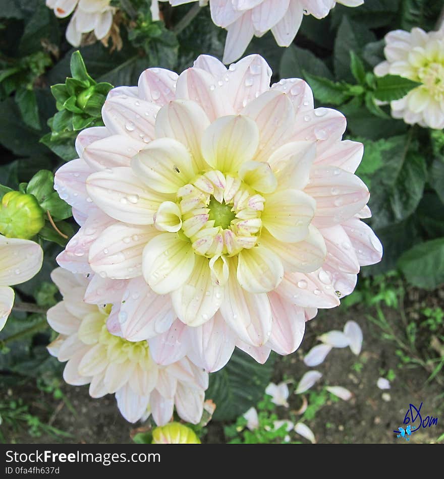 Dahlias