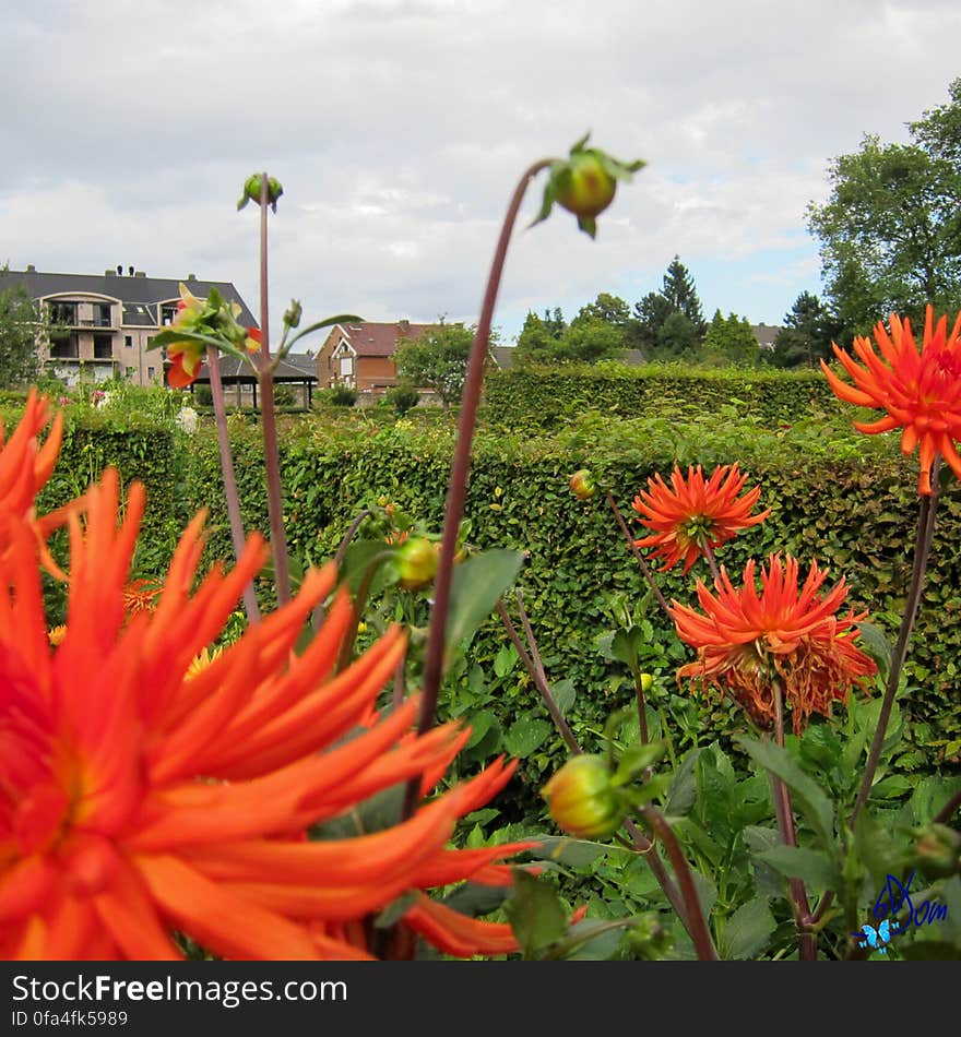 Dahlias