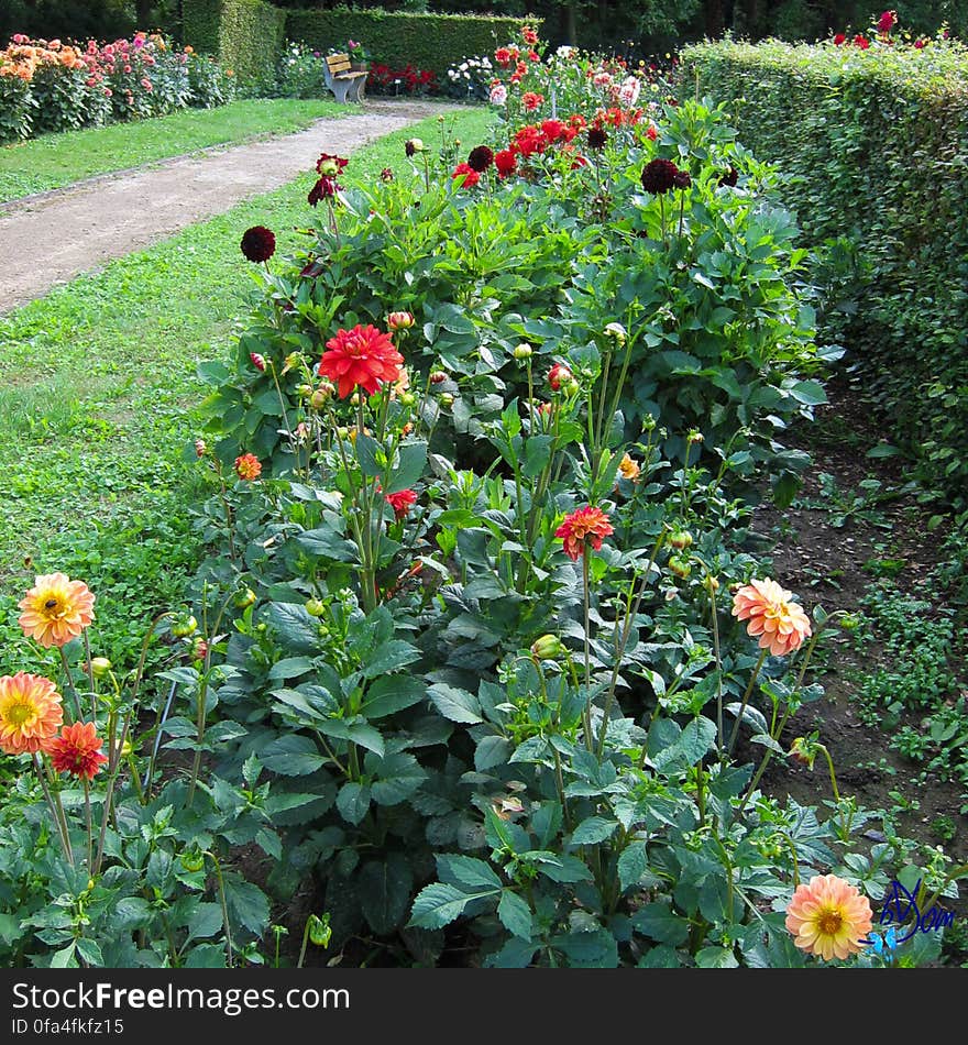 Dahlias