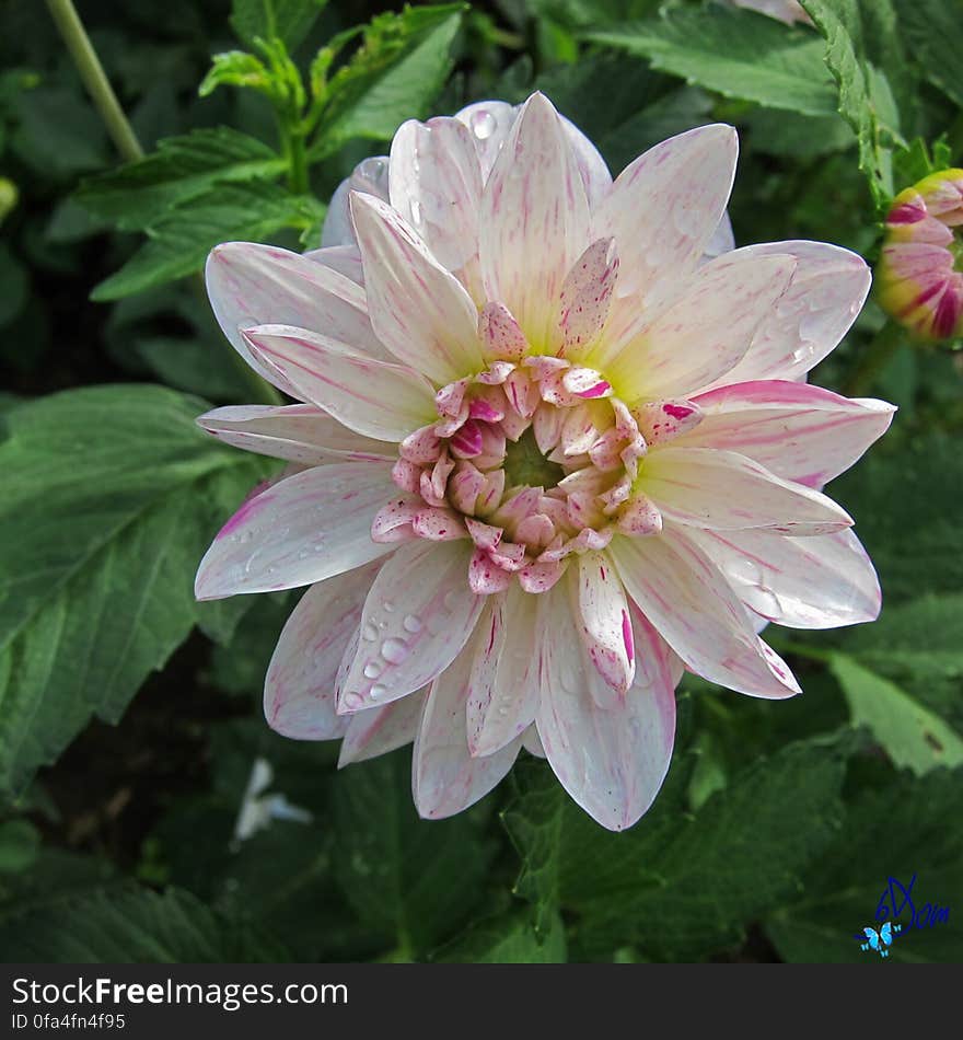 Dahlias