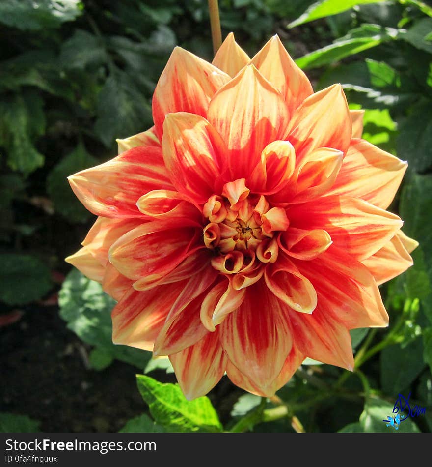 Dahlias