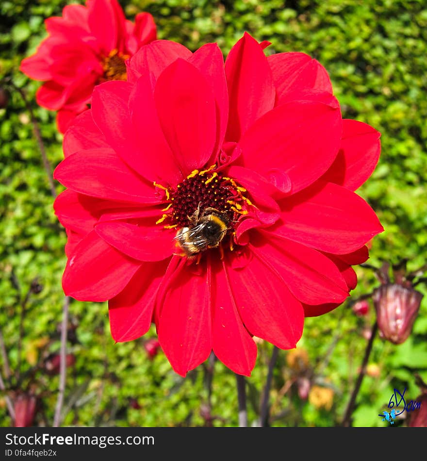 Dahlias